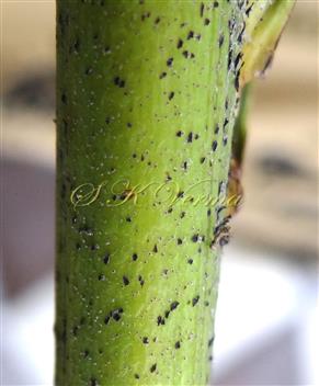  Rachis (Abaxial view) bearing scales